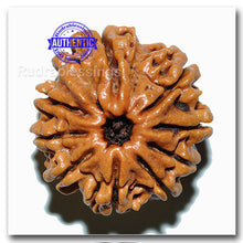 Load image into Gallery viewer, 9 Mukhi Nepalese Rudraksha - Bead No. 36