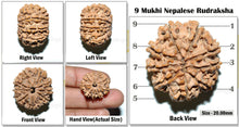 Load image into Gallery viewer, 9 Mukhi Nepalese Rudraksha - Bead No. 37
