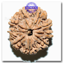 Load image into Gallery viewer, 9 Mukhi Nepalese Rudraksha - Bead No. 37