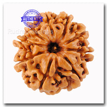 Load image into Gallery viewer, 9 Mukhi Nepalese Rudraksha - Bead No. 41