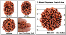 Load image into Gallery viewer, 9 Mukhi Nepalese Rudraksha - Bead No. 43