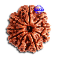 Load image into Gallery viewer, 9 Mukhi Nepalese Rudraksha - Bead No 325