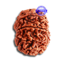 Load image into Gallery viewer, 9 Mukhi Nepalese Rudraksha - Bead No 325