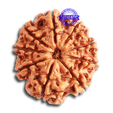 Load image into Gallery viewer, 9 Mukhi Nepalese Rudraksha - Bead No. 326