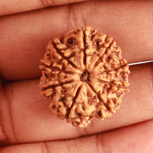 Load image into Gallery viewer, 9 Mukhi Nepalese Rudraksha - Bead No. 326