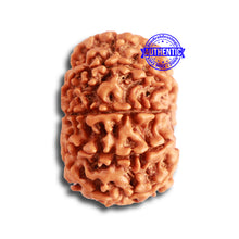 Load image into Gallery viewer, 9 Mukhi Nepalese Rudraksha - Bead No. 326