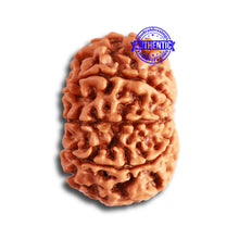 Load image into Gallery viewer, 9 Mukhi Nepalese Rudraksha - Bead No. 326