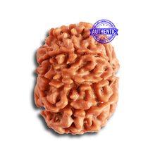 Load image into Gallery viewer, 9 Mukhi Nepalese Rudraksha - Bead No. 330