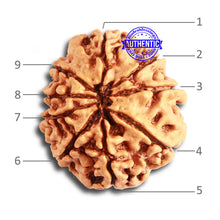 Load image into Gallery viewer, 9 Mukhi Nepalese Rudraksha - Bead No. 331