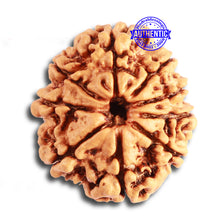 Load image into Gallery viewer, 9 Mukhi Nepalese Rudraksha - Bead No. 331