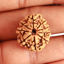 Load image into Gallery viewer, 9 Mukhi Nepalese Rudraksha - Bead No. 331