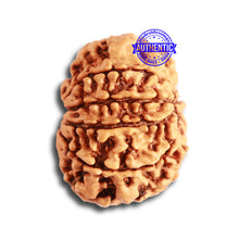 Load image into Gallery viewer, 9 Mukhi Nepalese Rudraksha - Bead No. 331