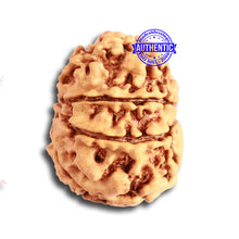 Load image into Gallery viewer, 9 Mukhi Nepalese Rudraksha - Bead No. 331