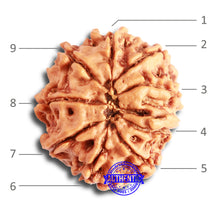 Load image into Gallery viewer, 9 Mukhi Nepalese Rudraksha - Bead No. 334