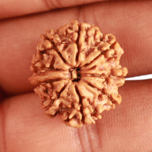 Load image into Gallery viewer, 9 Mukhi Nepalese Rudraksha - Bead No. 334