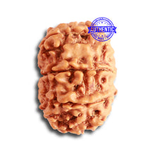 Load image into Gallery viewer, 9 Mukhi Nepalese Rudraksha - Bead No. 334