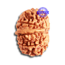 Load image into Gallery viewer, 9 Mukhi Nepalese Rudraksha - Bead No. 334