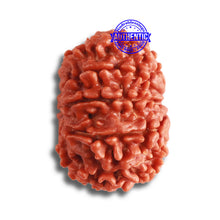 Load image into Gallery viewer, 9 Mukhi Nepalese Rudraksha - Bead No. 362