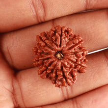 Load image into Gallery viewer, 9 Mukhi Nepalese Rudraksha - Bead No 364