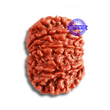 Load image into Gallery viewer, 9 Mukhi Nepalese Rudraksha - Bead No 364
