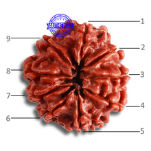 Load image into Gallery viewer, 9 Mukhi Nepalese Rudraksha - Bead No. 366