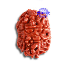 Load image into Gallery viewer, 9 Mukhi Nepalese Rudraksha - Bead No. 366