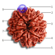 Load image into Gallery viewer, 9 Mukhi Nepalese Rudraksha - Bead No 367