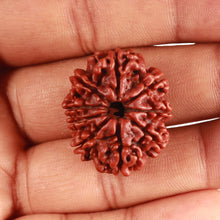 Load image into Gallery viewer, 9 Mukhi Nepalese Rudraksha - Bead No. 368