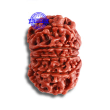 Load image into Gallery viewer, 9 Mukhi Nepalese Rudraksha - Bead No. 368