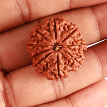 Load image into Gallery viewer, 9 Mukhi Nepalese Rudraksha - Bead No. 370