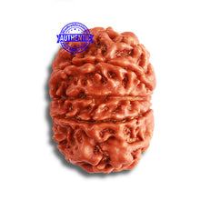 Load image into Gallery viewer, 9 Mukhi Nepalese Rudraksha - Bead No. 370