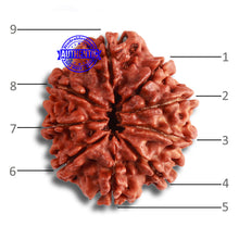 Load image into Gallery viewer, 9 Mukhi Nepalese Rudraksha - Bead No. 372