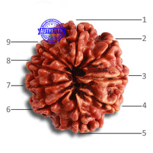 Load image into Gallery viewer, 9 Mukhi Nepalese Rudraksha - Bead No. 376