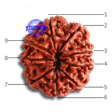 Load image into Gallery viewer, 9 Mukhi Nepalese Rudraksha - Bead No. 377