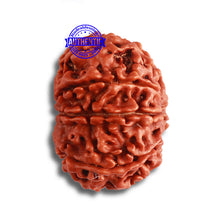 Load image into Gallery viewer, 9 Mukhi Nepalese Rudraksha - Bead No. 377