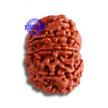 Load image into Gallery viewer, 9 Mukhi Nepalese Rudraksha - Bead No. 377