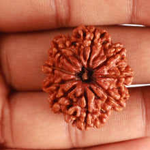 Load image into Gallery viewer, 9 Mukhi Nepalese Rudraksha - Bead No. 379