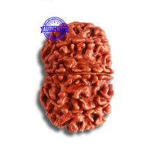 Load image into Gallery viewer, 9 Mukhi Nepalese Rudraksha - Bead No. 379