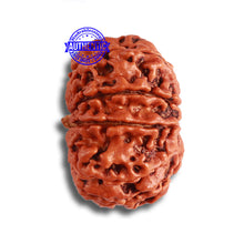 Load image into Gallery viewer, 9 Mukhi Nepalese Rudraksha - Bead No. 380