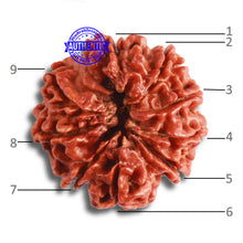 Load image into Gallery viewer, 9 Mukhi Nepalese Rudraksha - Bead No. 381