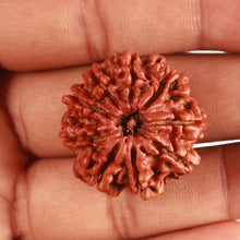 Load image into Gallery viewer, 9 Mukhi Nepalese Rudraksha - Bead No. 381