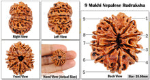 Load image into Gallery viewer, 9 Mukhi Nepalese Rudraksha - Bead No. 70