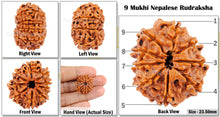 Load image into Gallery viewer, 9 Mukhi Nepalese Rudraksha - Bead No. 81