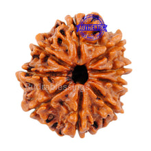 Load image into Gallery viewer, 9 Mukhi Nepalese Rudraksha - Bead No. 81
