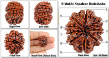 Load image into Gallery viewer, 9 Mukhi Nepalese Rudraksha - Bead No. 83