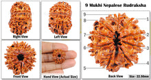 Load image into Gallery viewer, 9 Mukhi Nepalese Rudraksha - Bead No. 9