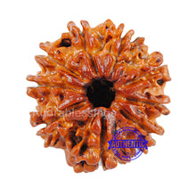 Load image into Gallery viewer, 9 Mukhi Nepalese Rudraksha - Bead No. 9