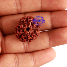 Load image into Gallery viewer, 9 Mukhi Hybrid Rudraksha - Bead No. 1