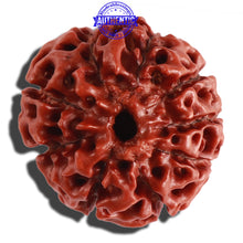 Load image into Gallery viewer, 9 Mukhi Hybrid Rudraksha - Bead No. 1