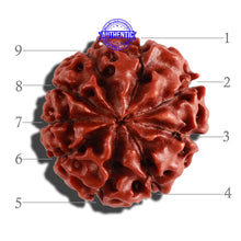 Load image into Gallery viewer, 9 Mukhi Hybrid Rudraksha - Bead No. 1